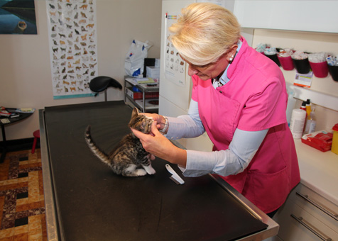 Auscultation des dents d'un chaton